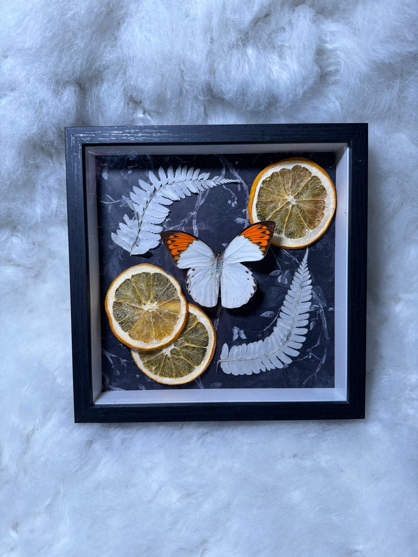 Real Butterfly & pressed flowers Shadowbox | Real Butterfly | Taxidermy | Gothic Decor | Oddity | Curiosity)