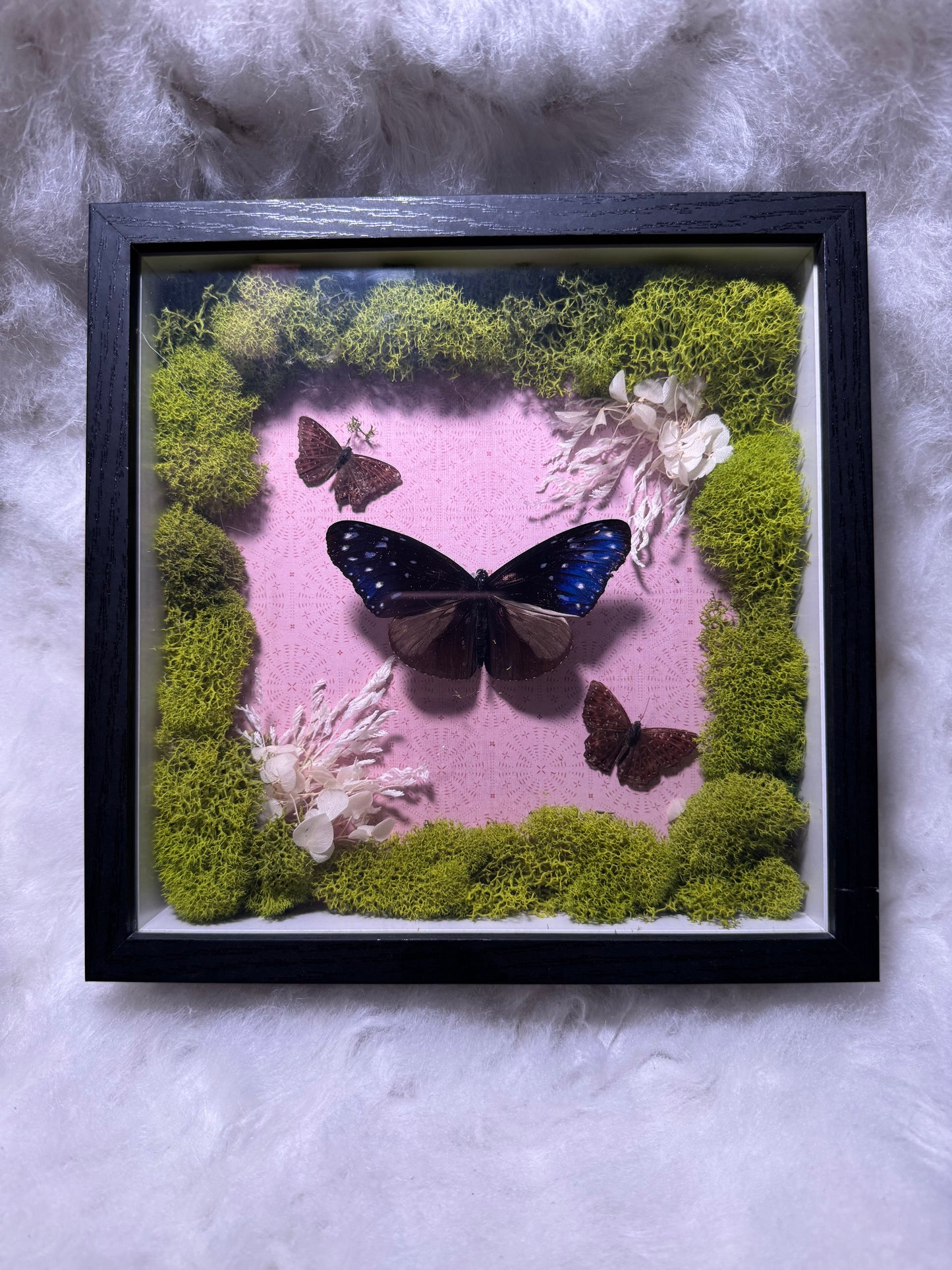 Real Butterfly & pressed flowers Shadowbox | Real Butterfly | Taxidermy | Gothic Decor | Oddity | Curiosity)