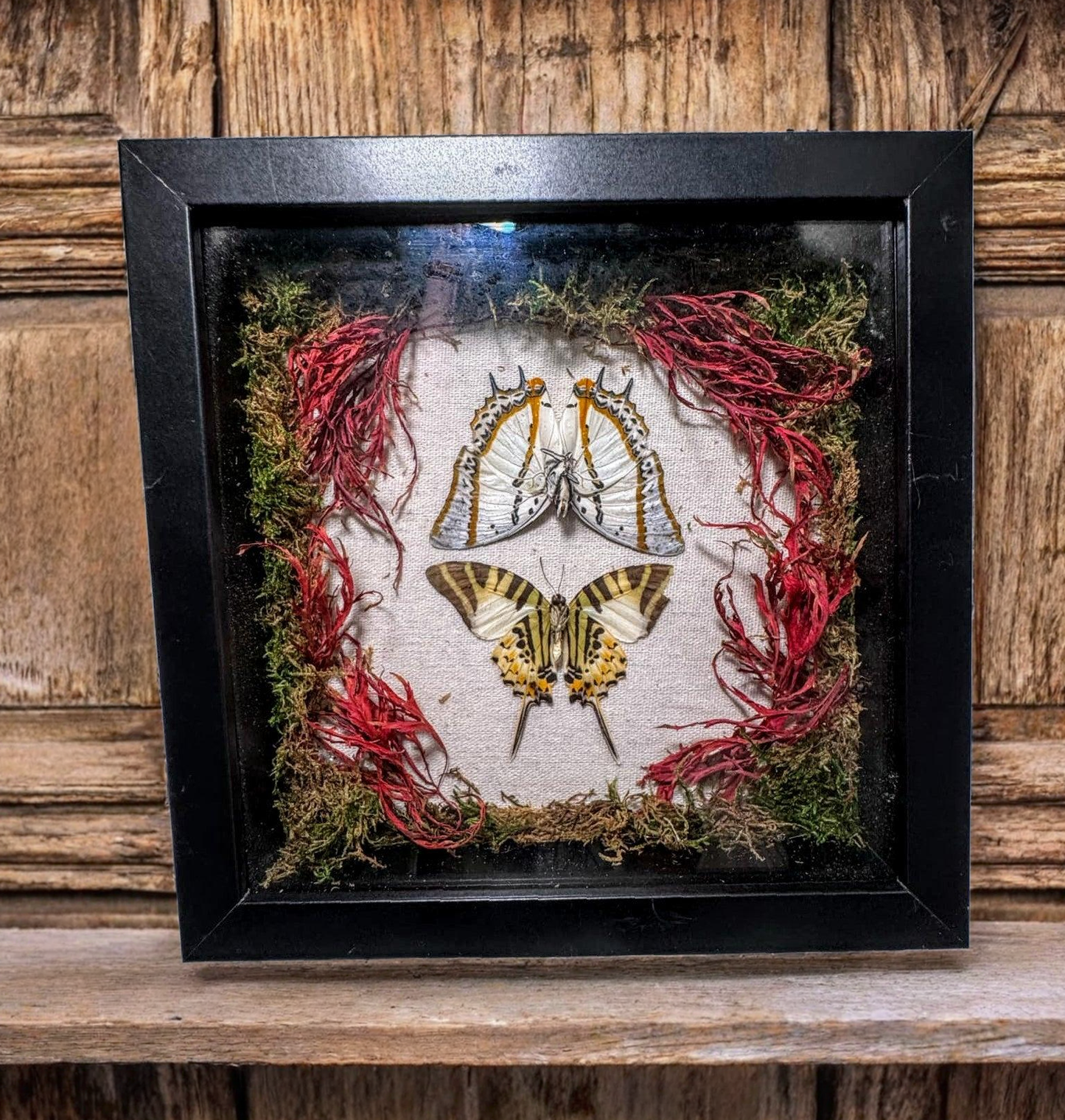 Real Butterfly & pressed flowers Shadowbox | Real Butterfly | Taxidermy | Gothic Decor | Oddity | Curiosity