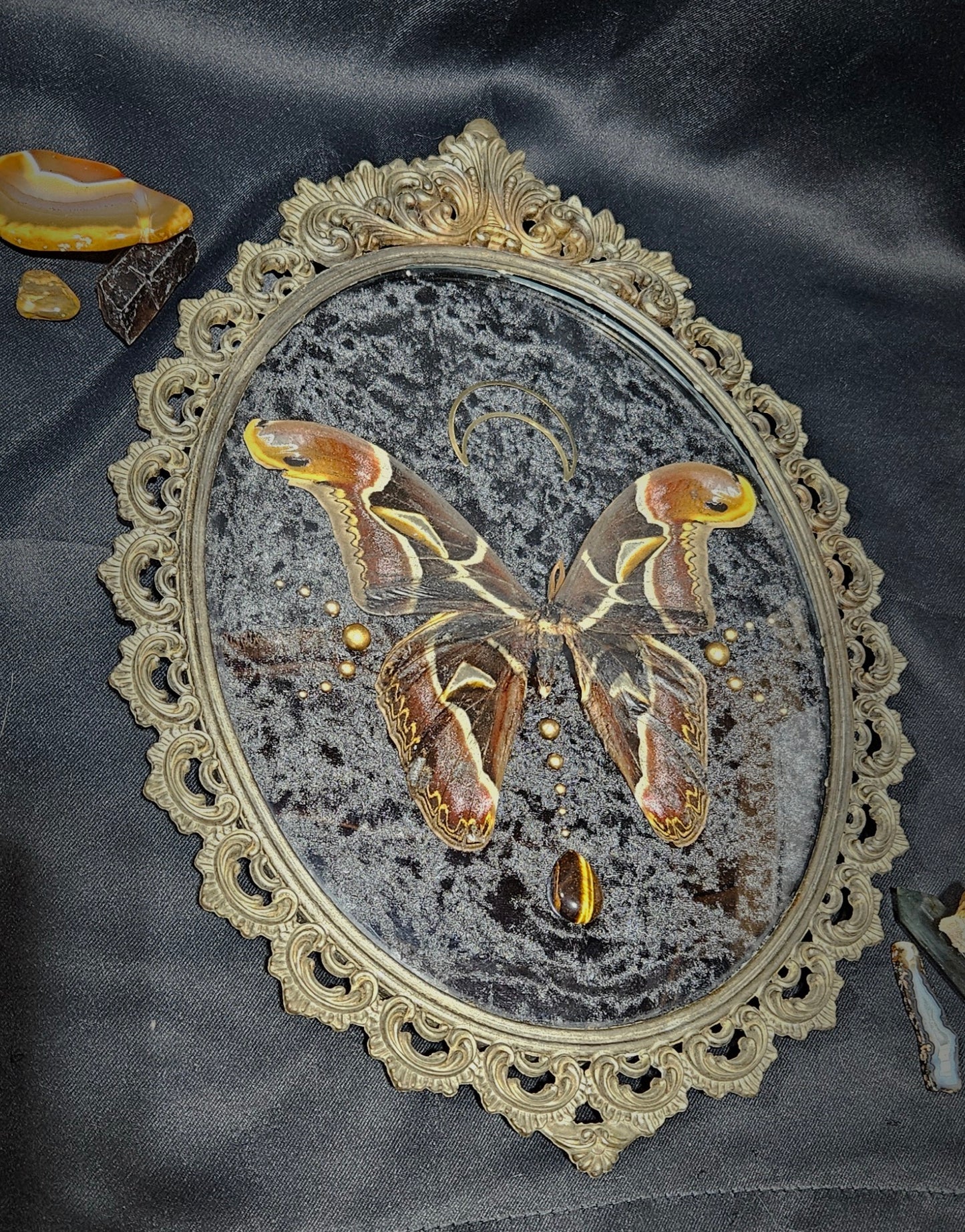 Real preserved Atlas Moth Brass Italian Frame 1900s