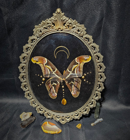 Real preserved Atlas Moth Brass Italian Frame 1900s