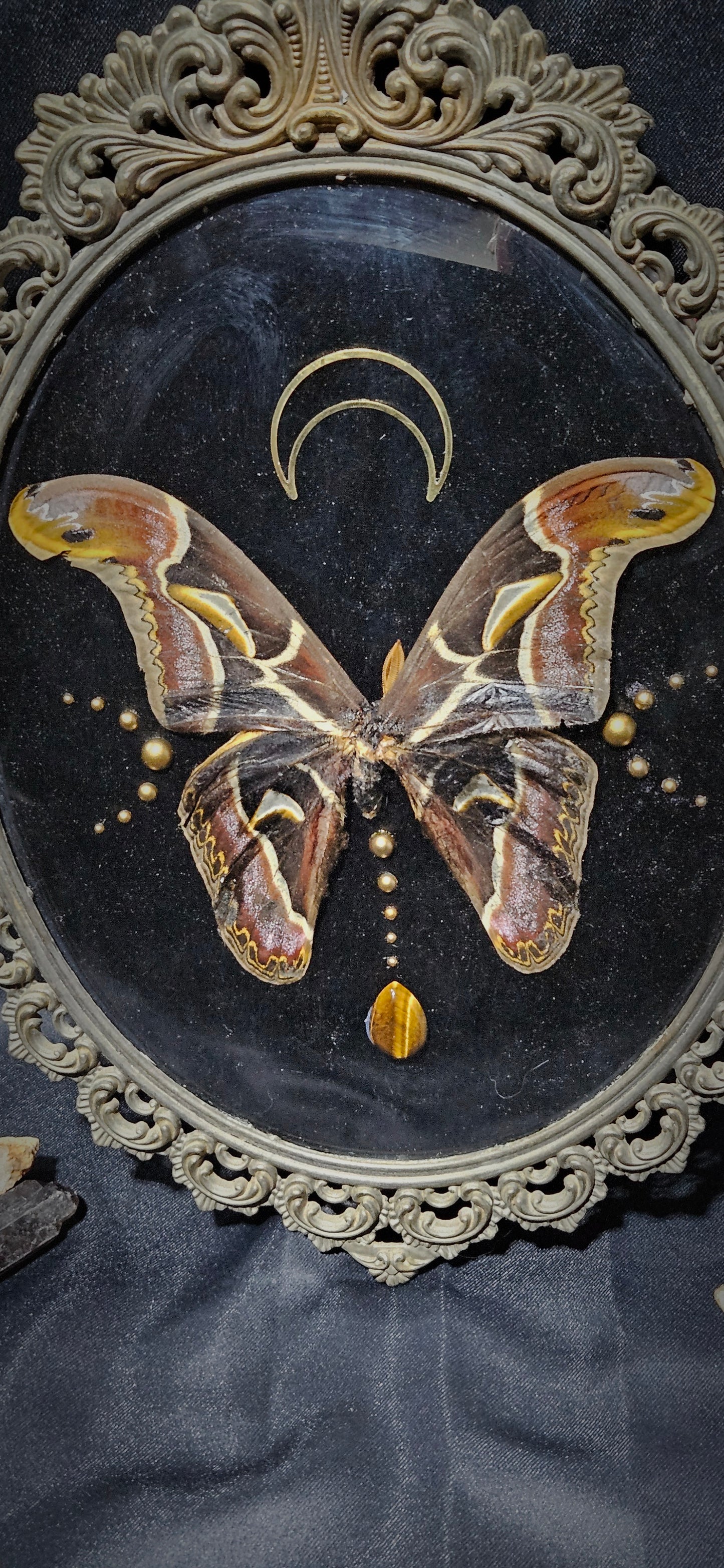Real preserved Atlas Moth Brass Italian Frame 1900s