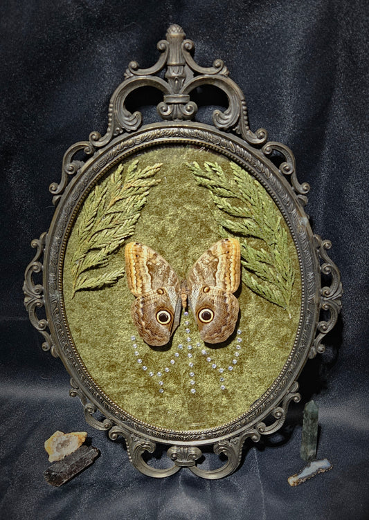 The Brazilian Owl