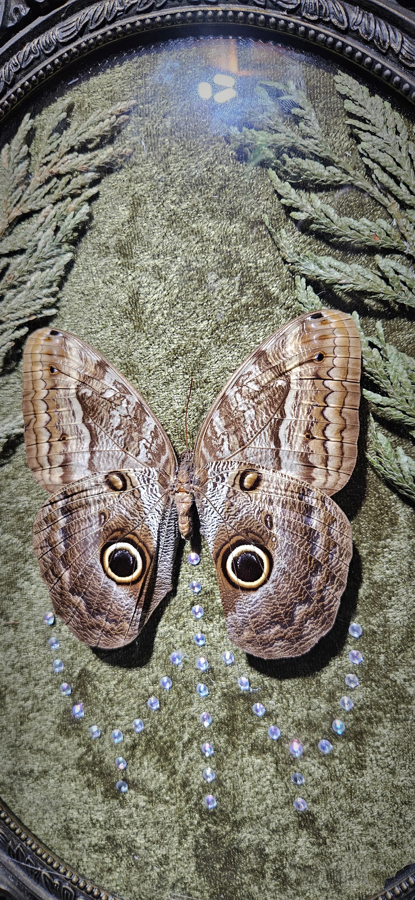 The Brazilian Owl