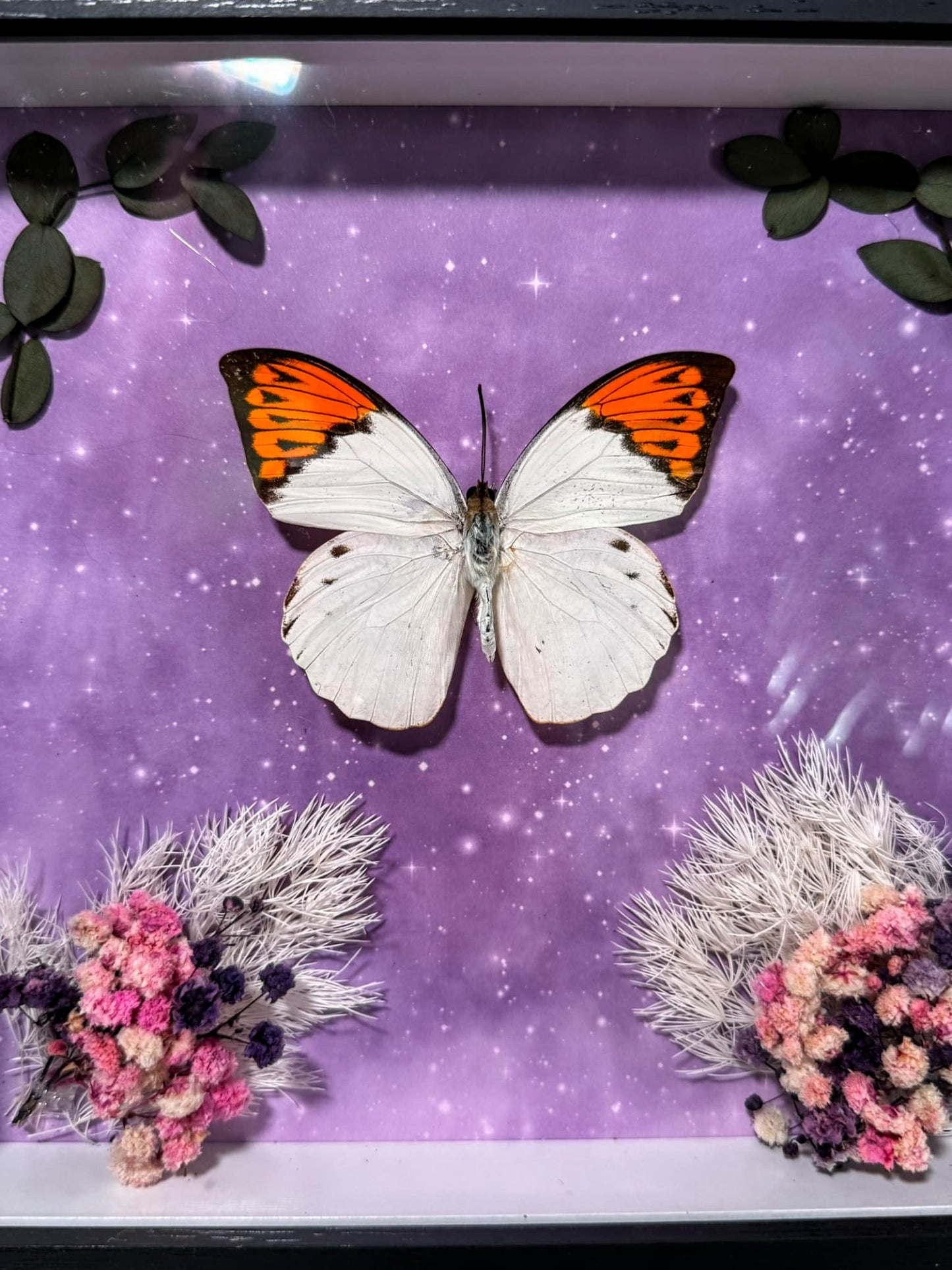 Real Butterfly & pressed flowers Shadowbox | Real Butterfly | Taxidermy | Gothic Decor | Oddity | Curiosity)