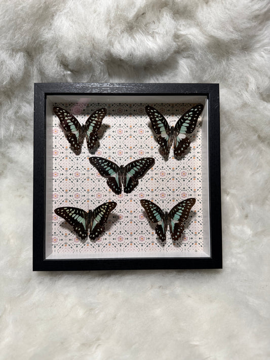 Real Butterfly & pressed flowers Shadowbox | Real Butterfly | Taxidermy | Gothic Decor | Oddity | Curiosity)