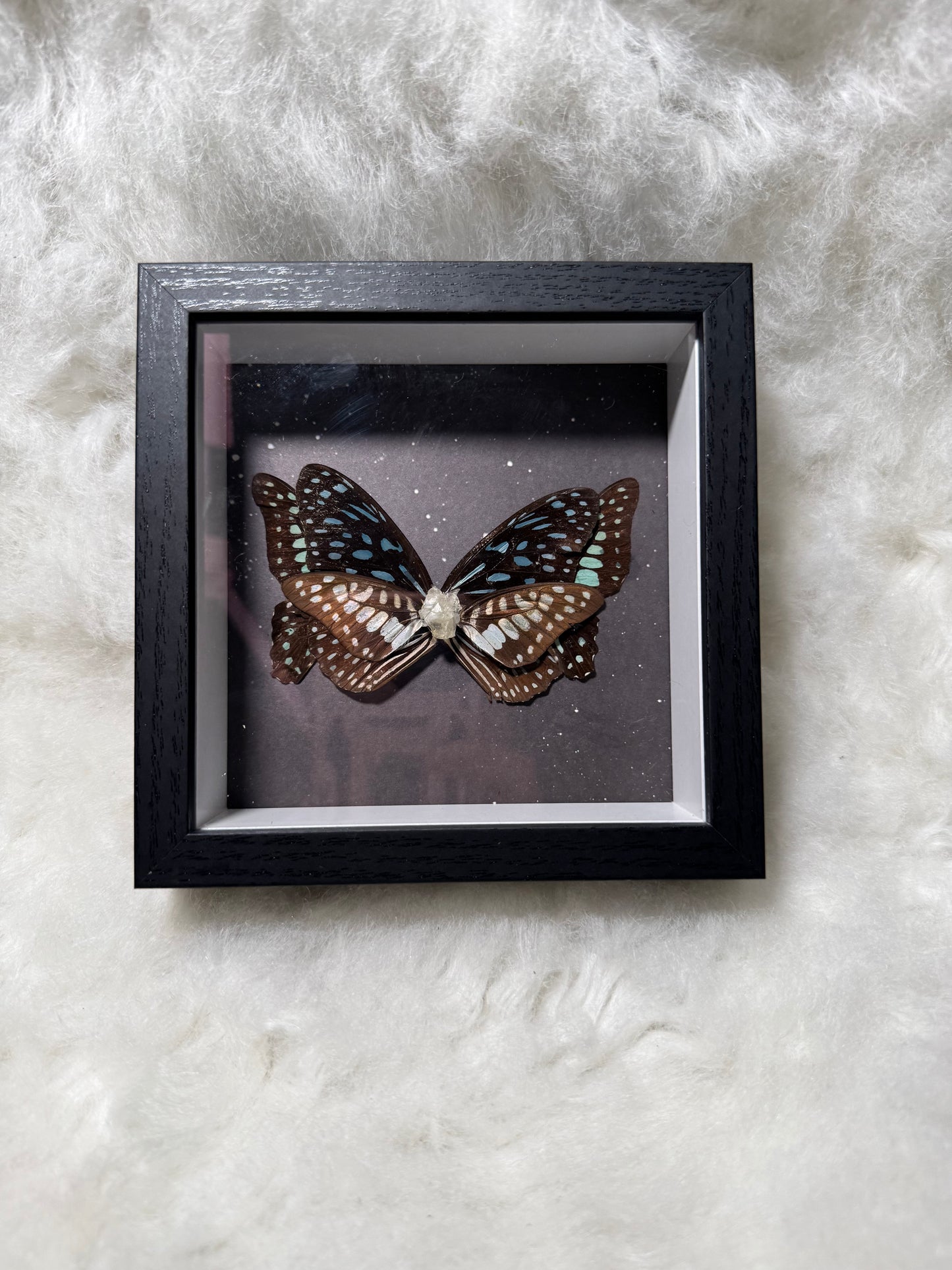 Real Butterfly & pressed flowers Shadowbox | Real Butterfly | Taxidermy | Gothic Decor | Oddity | Curiosity)