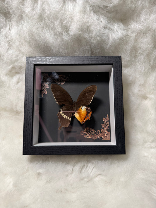 Real Butterfly & pressed flowers Shadowbox | Real Butterfly | Taxidermy | Gothic Decor | Oddity | Curiosity)