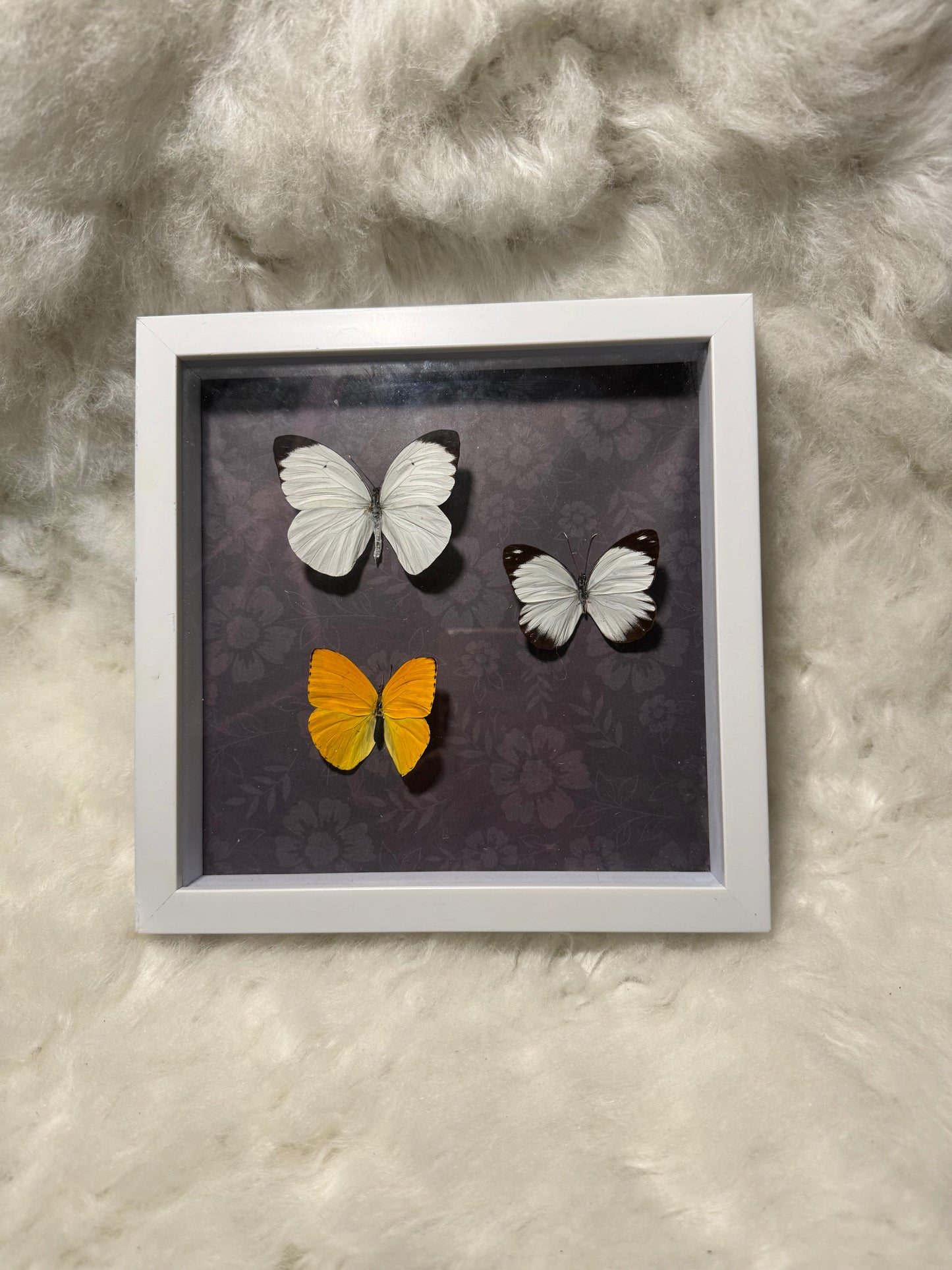 Real Butterfly & pressed flowers Shadowbox | Real Butterfly | Taxidermy | Gothic Decor | Oddity | Curiosity)