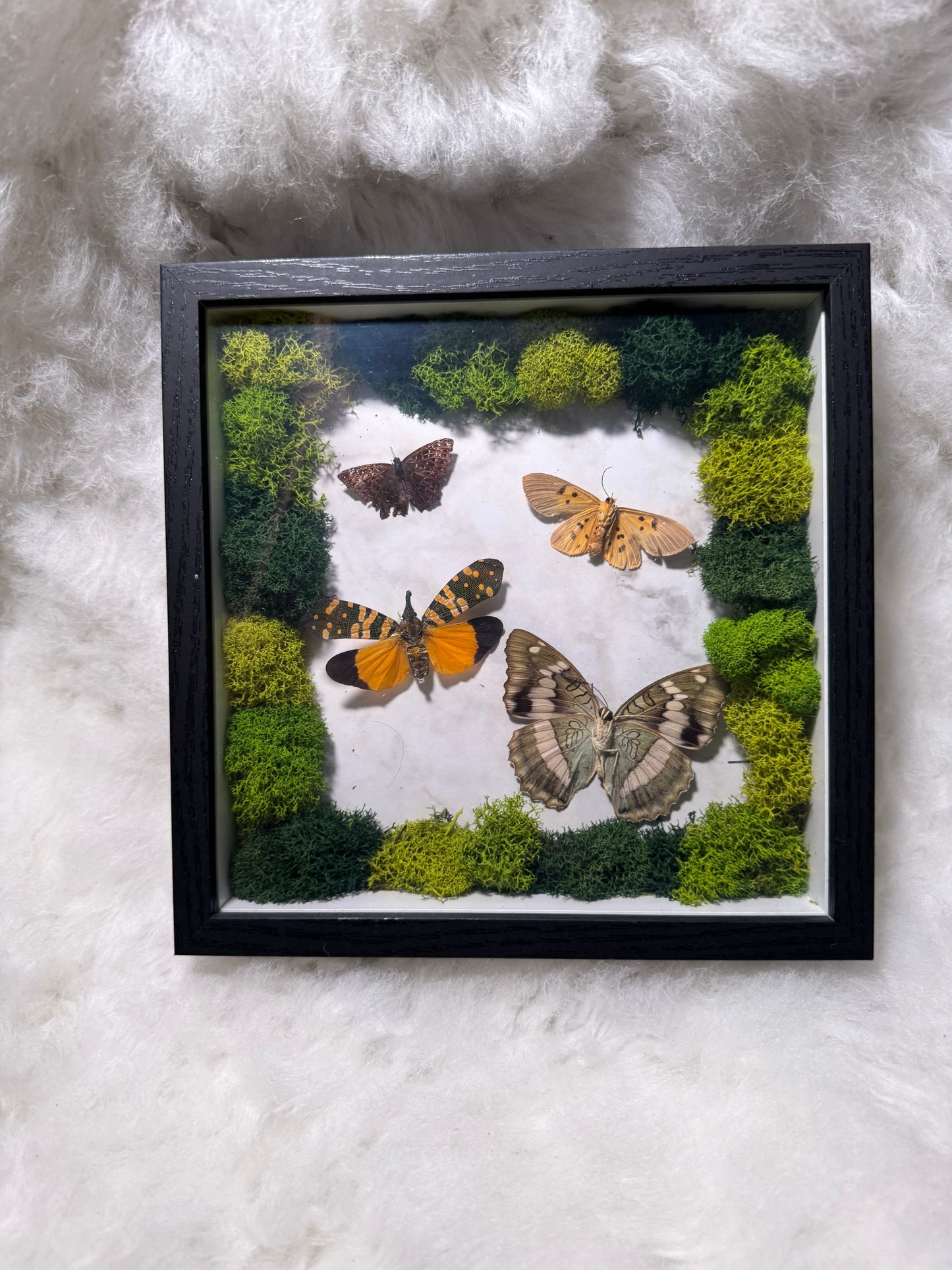 Real Butterfly & pressed flowers Shadowbox | Real Butterfly | Taxidermy | Gothic Decor | Oddity | Curiosity)