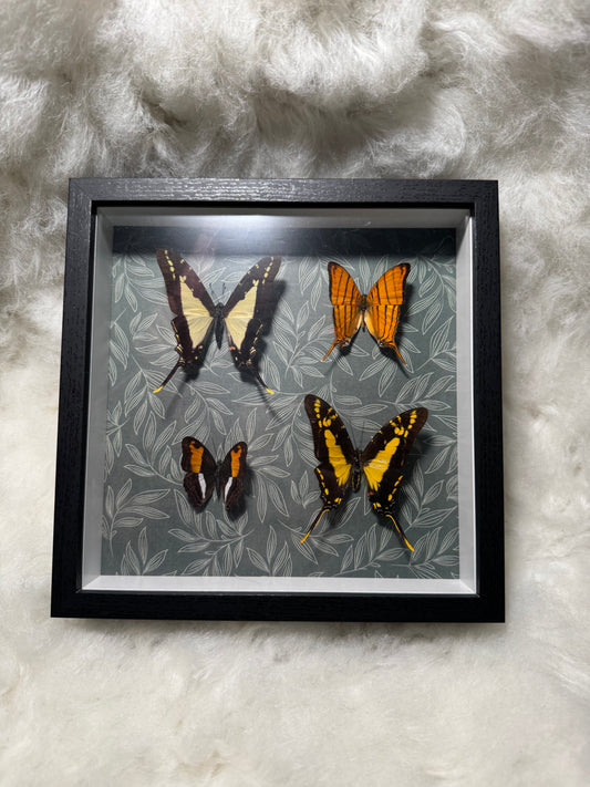 Real Butterfly & pressed flowers Shadowbox | Real Butterfly | Taxidermy | Gothic Decor | Oddity | Curiosity)