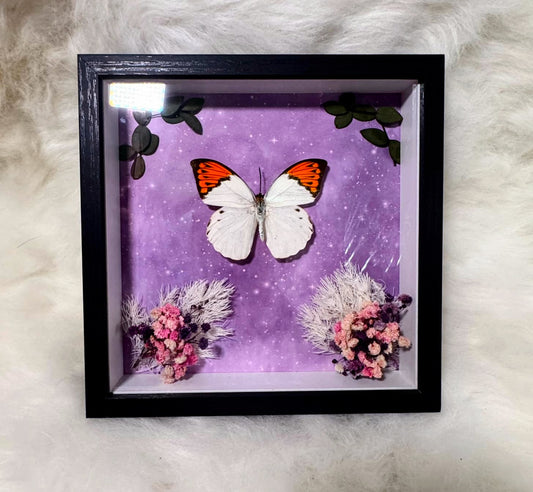 Real Butterfly & pressed flowers Shadowbox | Real Butterfly | Taxidermy | Gothic Decor | Oddity | Curiosity)