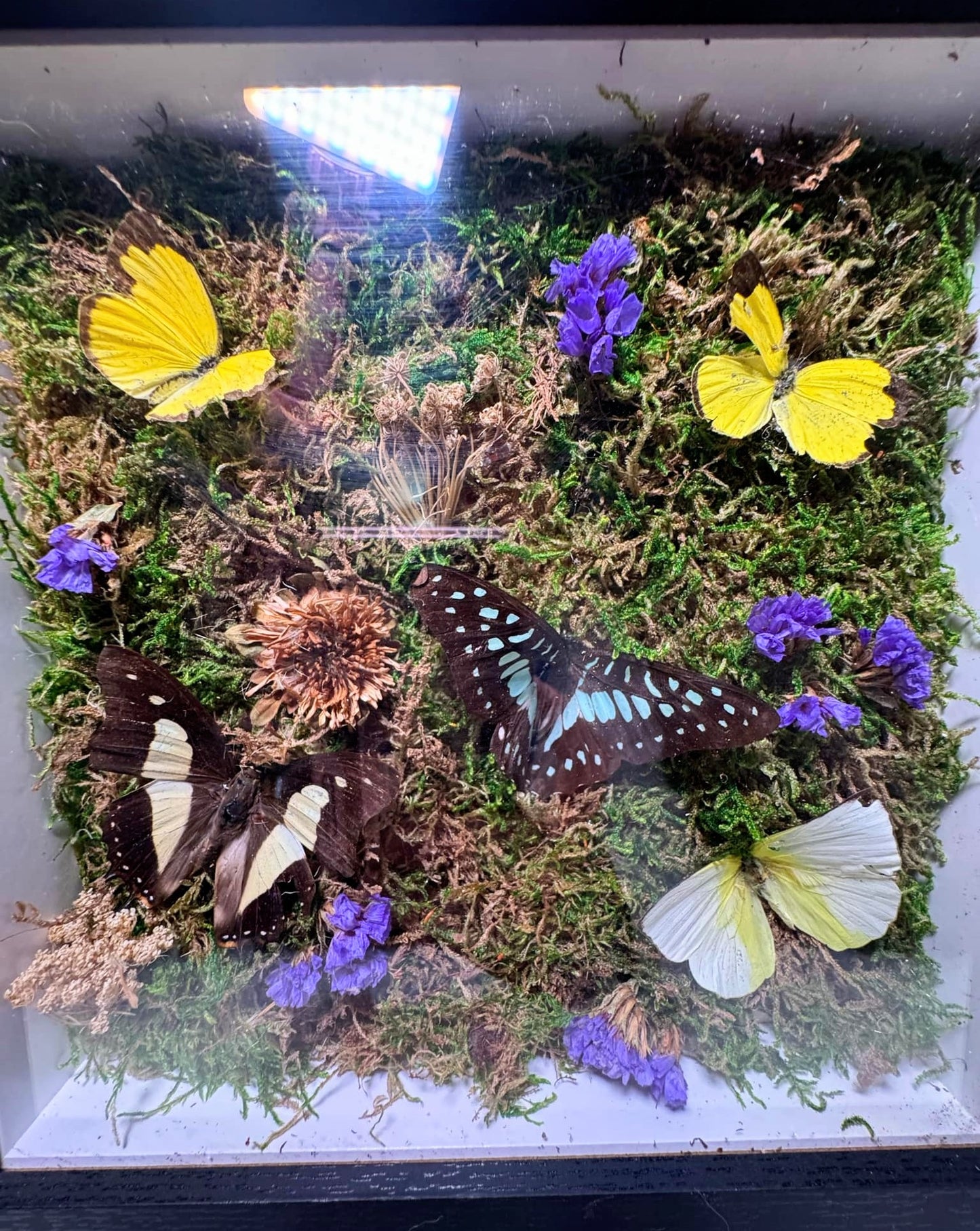 Real Butterfly & pressed flowers Shadowbox | Real Butterfly | Taxidermy | Gothic Decor | Oddity | Curiosity)