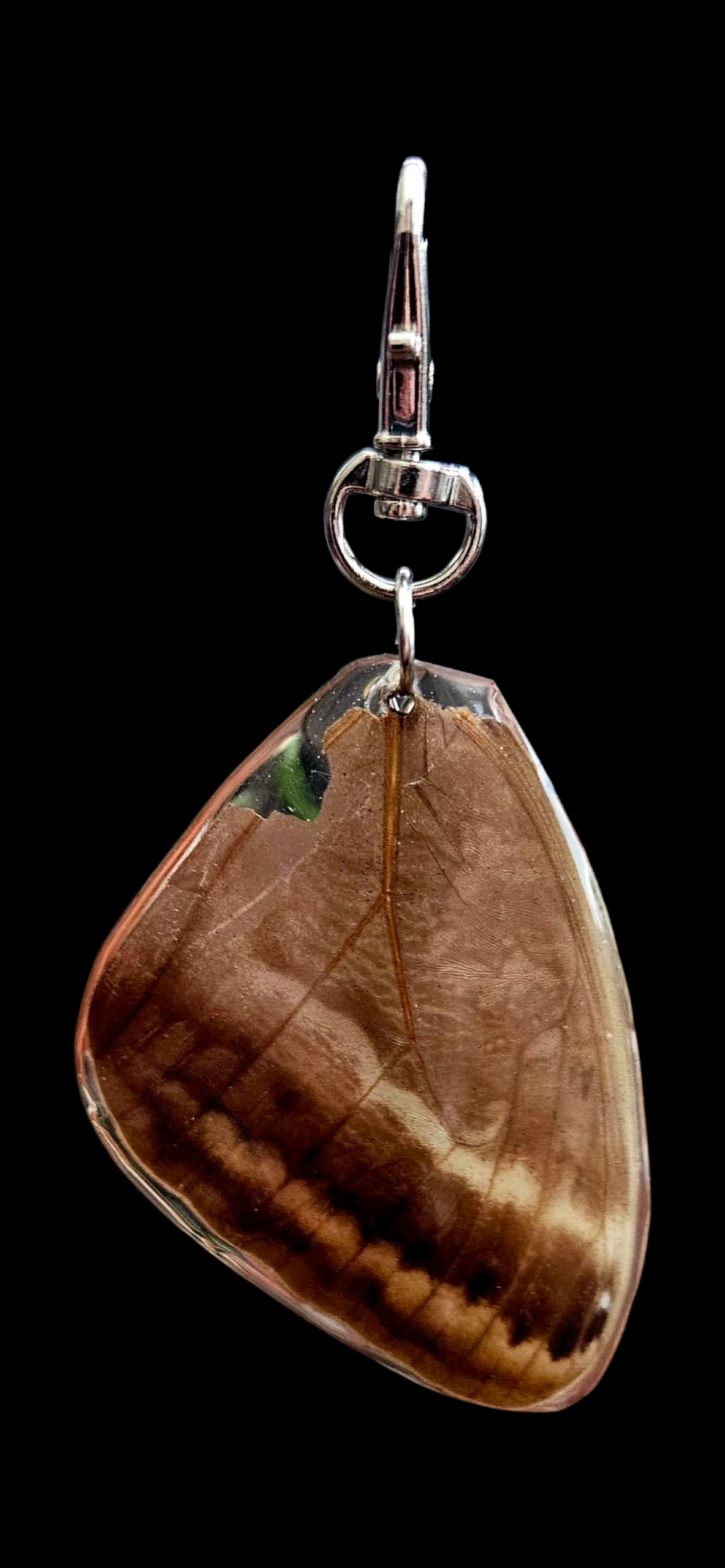 Giant Owl Moth (Caligo Eurilochus)