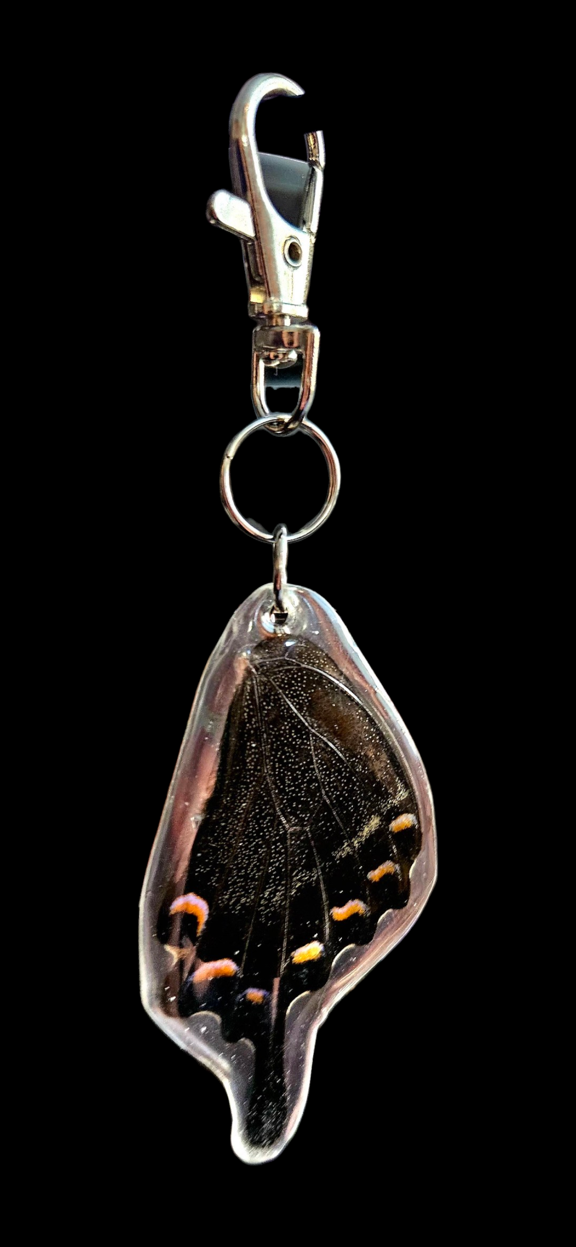 Alpine Black Swallowtail (Papilio Maacki)