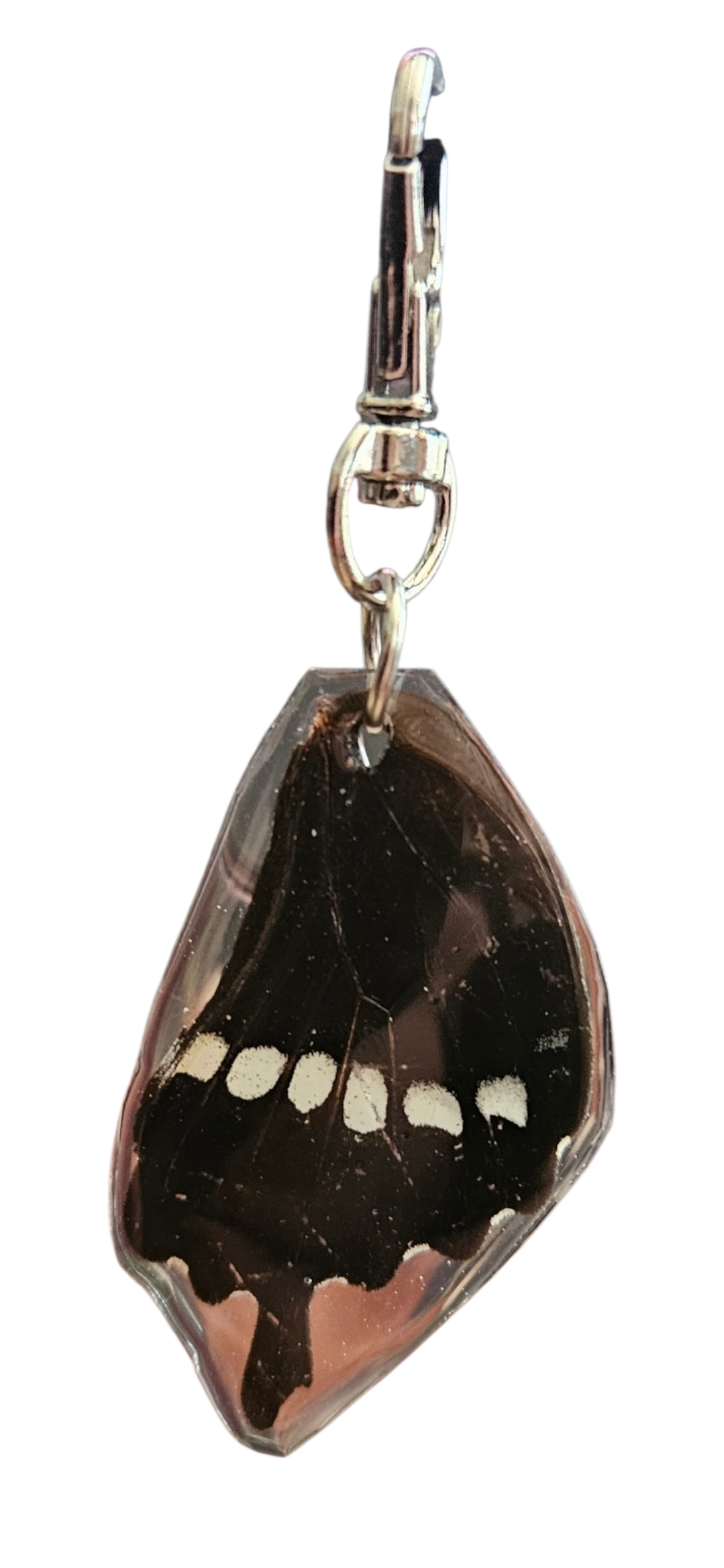 Papilio lormieri (Swallowtail)