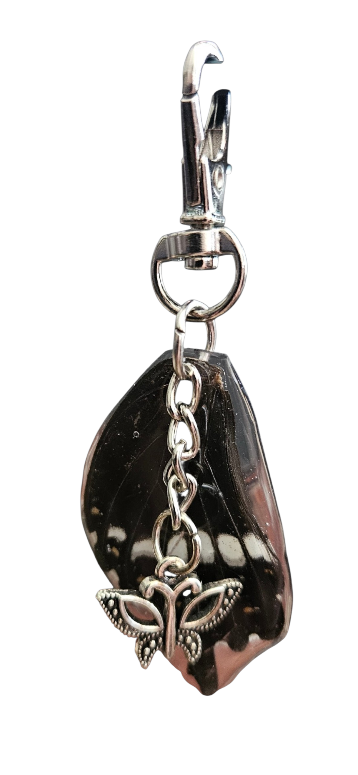 Papilio lormieri (Swallowtail)