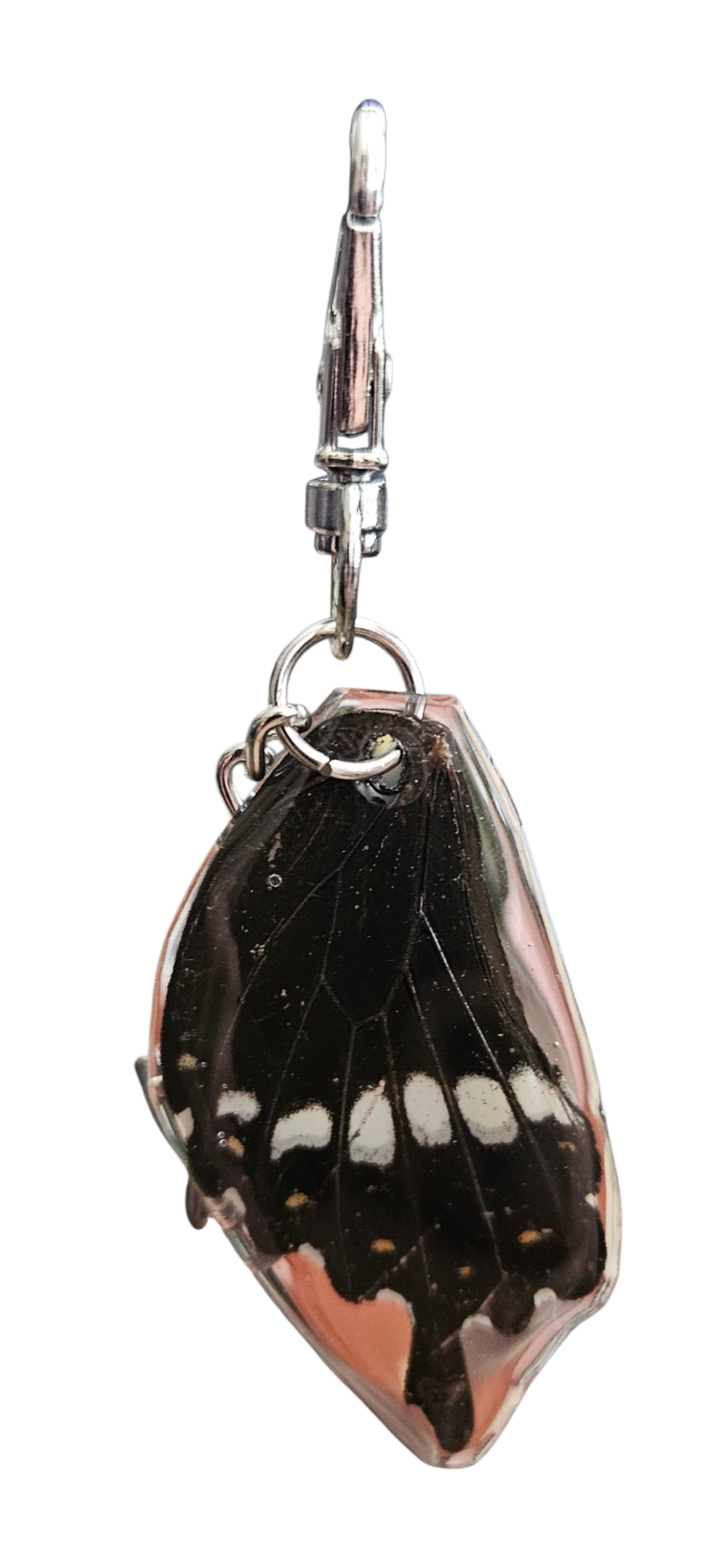 Papilio lormieri (Swallowtail)