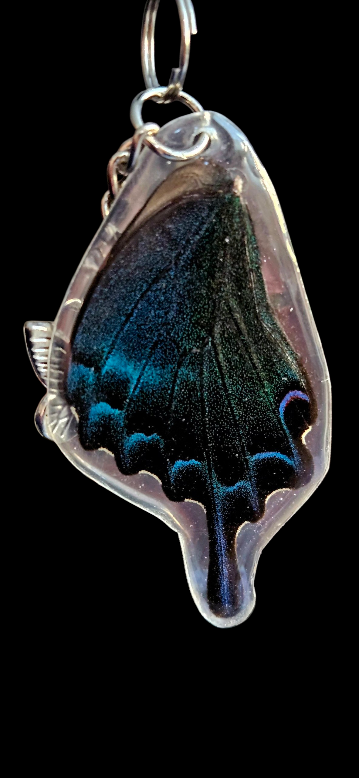 Alpine Black Swallowtail (Papilio Maacki)