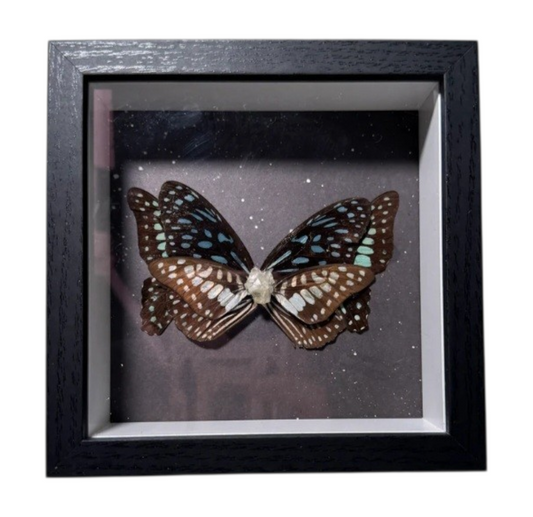 Frankien Butterfly| Gothic decor | Oddity | Curiosity |