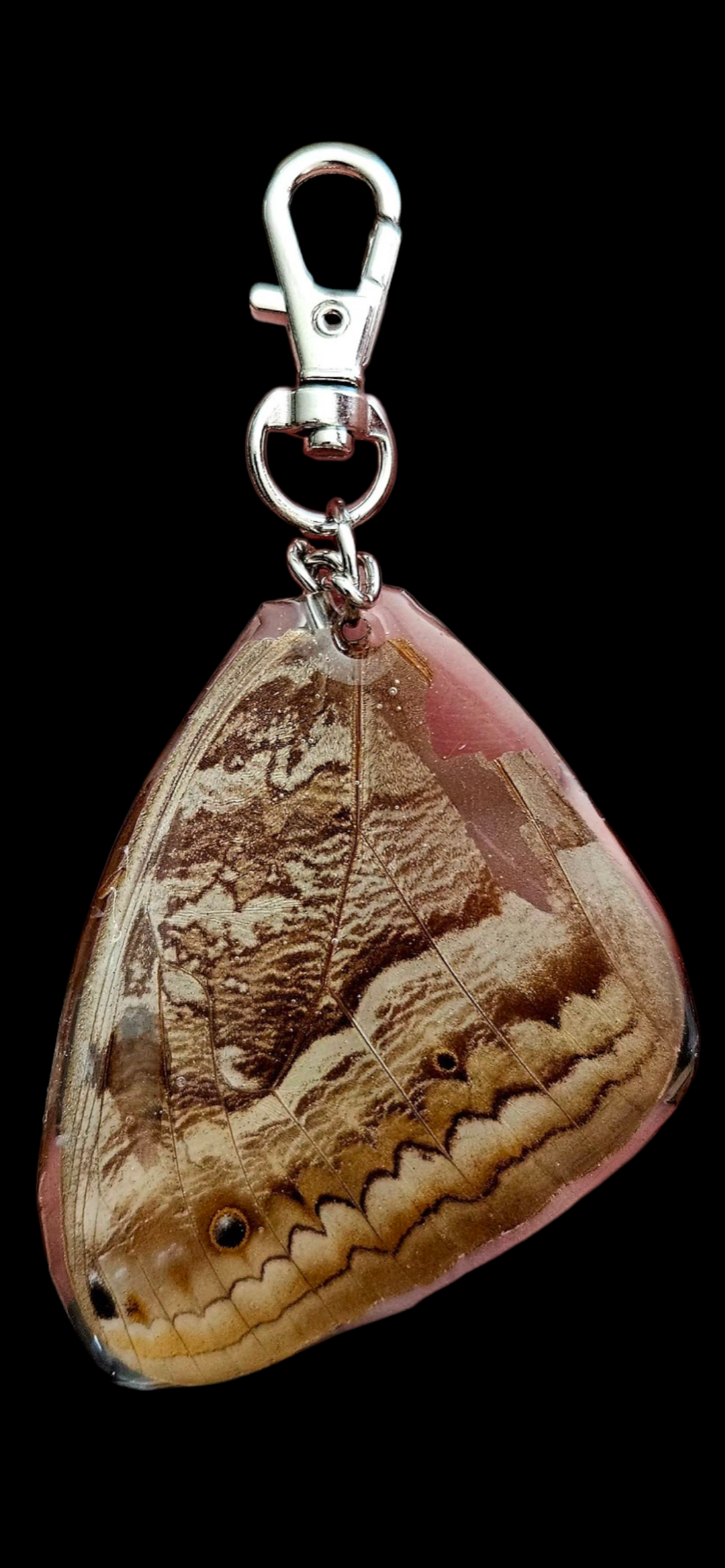 Giant Owl Moth (Caligo Eurilochus)