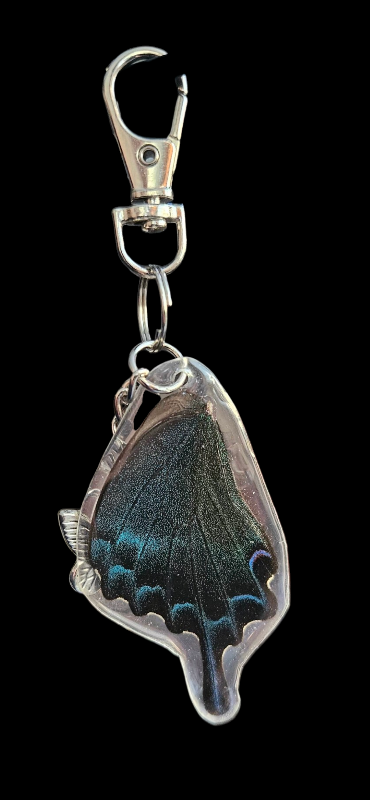 Alpine Black Swallowtail (Papilio Maacki)