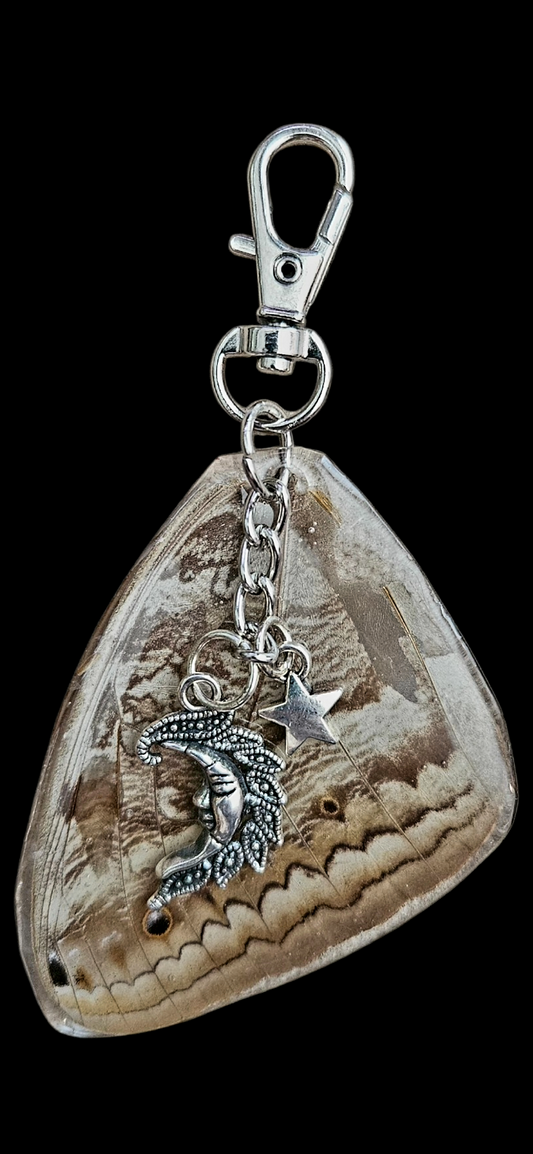 Giant Owl Moth (Caligo Eurilochus)