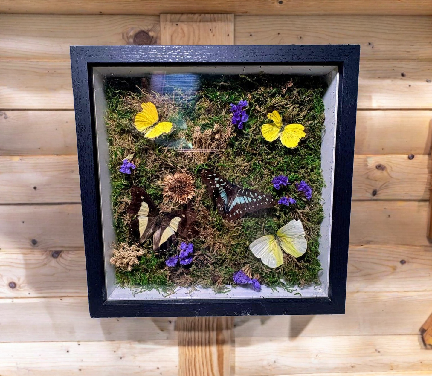 Real Butterfly & pressed flowers Shadowbox | Real Butterfly | Taxidermy | Gothic Decor | Oddity | Curiosity)